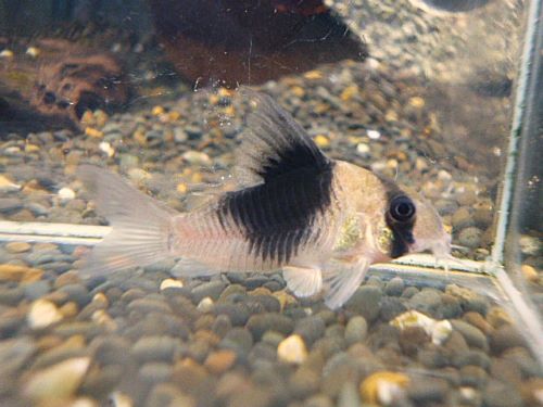 コリドラス　ニューショートノーズビコロール　２０２５年１２月１１日入荷