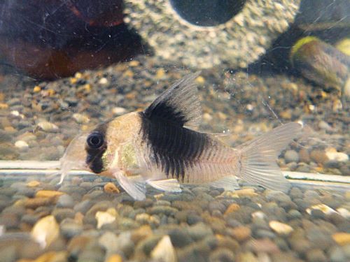 コリドラス　ニューショートノーズビコロール