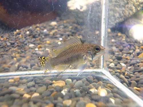 カカトオイデス