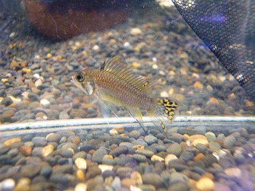 カカトオイデス