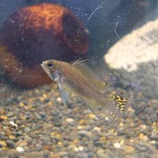 アピスト　カカトオイデス　ペア　２０２５年１２月２０日入荷