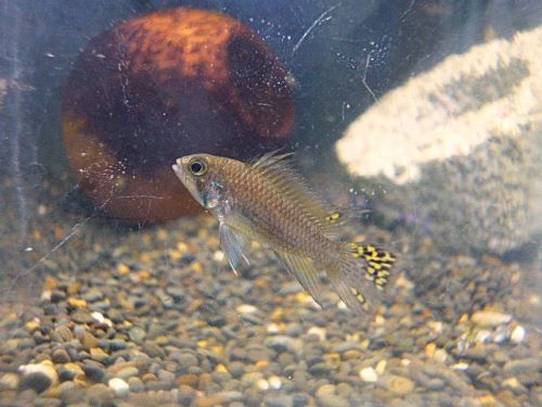 アピスト カカトオイデス ペア 2025年12月20日入荷 カカトオイデス