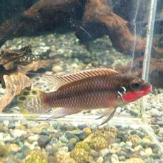 ペルヴィカタエニアータス　ナイジェリアレッド　ペア２０２５年１２月９日入荷