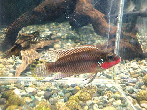 ペルヴィカタエニアータス　ナイジェリアレッド　ペア２０２５年１２月９日入荷