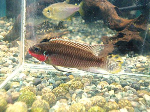 ペルヴィカタエニアータス　ナイジェリアレッド