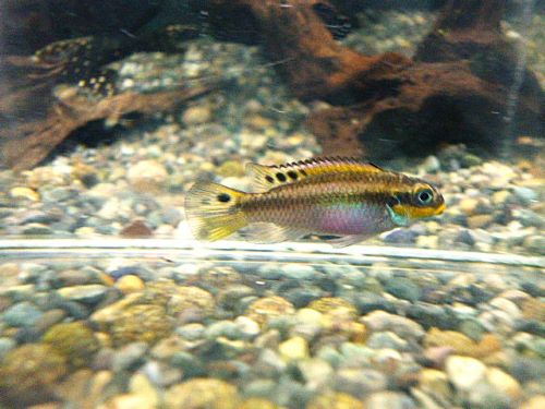 ペルヴィカタエニアータス　ナイジェリアレッド