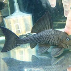 真冬のアクアフェア第７弾！　ブルーアイプレコ