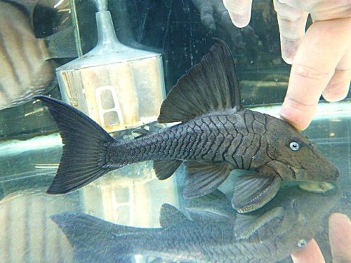 真冬のアクアフェア第７弾！　ブルーアイプレコ