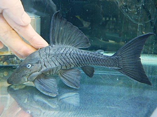 ブルーアイプレコ