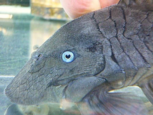 ブルーアイプレコ