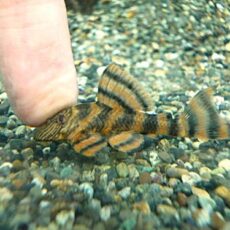 アレンカーラビリンスタイガープレコ　２０２５年１２月１１日入荷