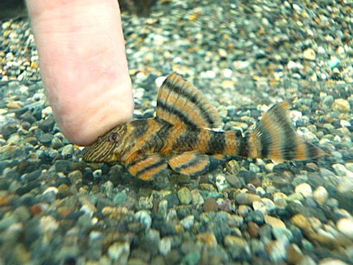 アレンカーラビリンスタイガープレコ　２０２５年１２月１１日入荷