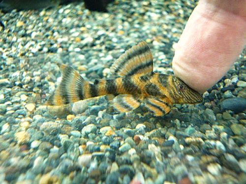 アレンカーラビリンスタイガープレコ