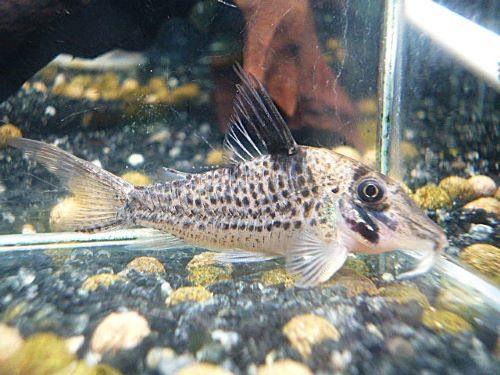 コリドラス　ロングノーズキンチャン