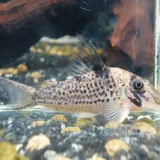 コリドラス　ロングノーズキンチャン　２０２５年１２月１６日入荷