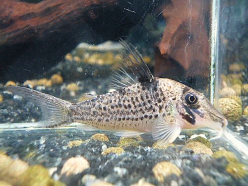 コリドラス　ロングノーズキンチャン　２０２５年１２月１６日入荷