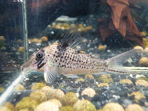 コリドラス　ロングノーズキンチャン