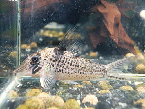 コリドラス　ロングノーズキンチャン