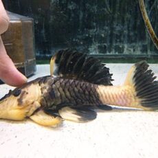 ゴールデンマーブルダルマプレコ　２０２５年１２月１６日入荷