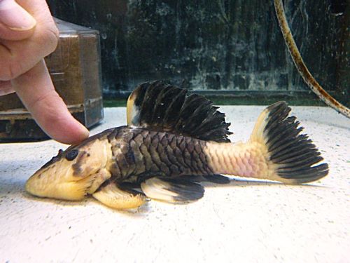 ゴールデンマーブルダルマプレコ　２０２５年１２月１６日入荷