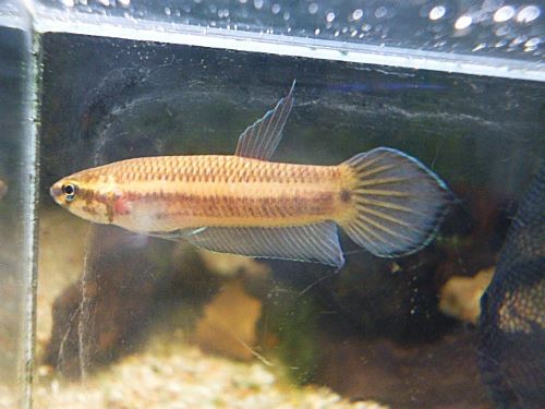 ベタ・マンドール