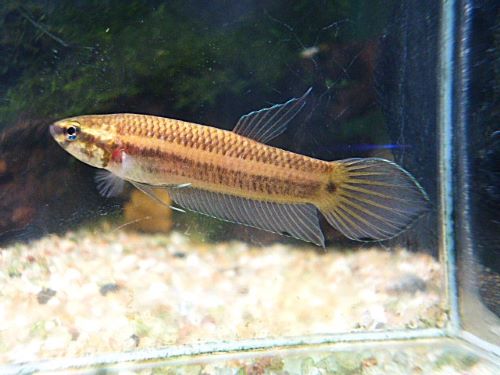 ベタ・マンドール