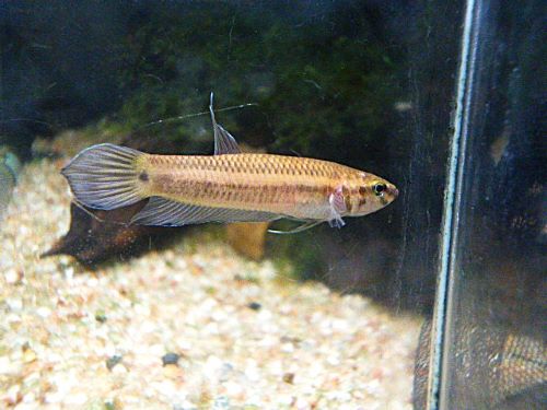 ベタ・マンドール