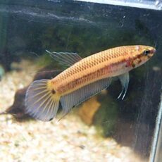 ＷＩＬＤベタ　マンドール　ペア　２０２５年１２月１６日入荷