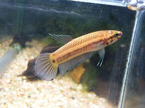 WILDベタ マンドール ペア 2025年12月16日入荷 ベタ・マンドール