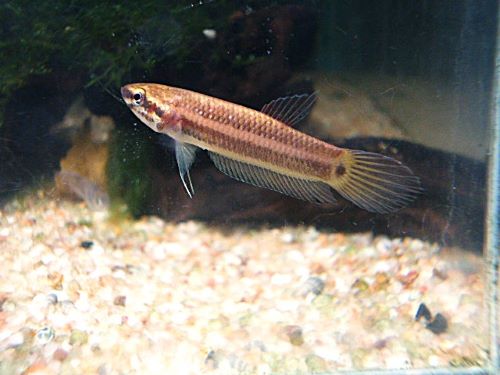 WILDベタ マンドール ペア 2025年12月16日入荷 ベタ・マンドール