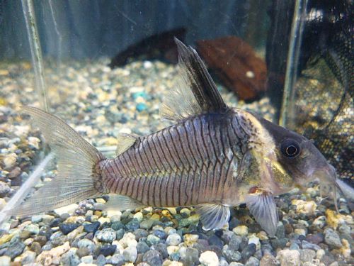 コリドラス　セミロングノーズレセックス