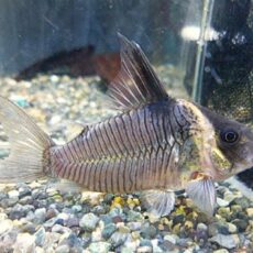 真冬のアクアフェア第９弾！コリドラス　セミロングノーズレセックス