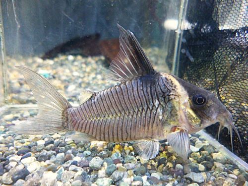 真冬のアクアフェア第９弾！コリドラス　セミロングノーズレセックス