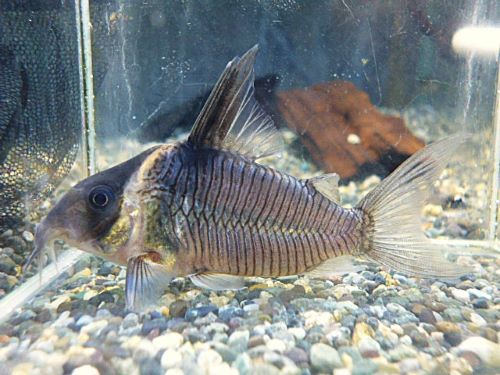 コリドラス　セミロングノーズレセックス