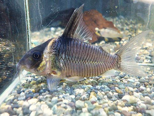 真冬のアクアフェア第9弾!コリドラス セミロングノーズレセックス コリドラス セミロングノーズレセックス