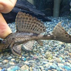 サタンプレコ　２０２５年１２月１８日入荷