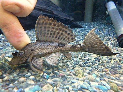 サタンプレコ　２０２５年１２月１８日入荷