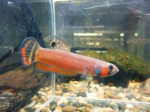 ベタ・マクロストマ