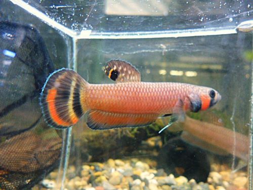 ベタ・マクロストマ