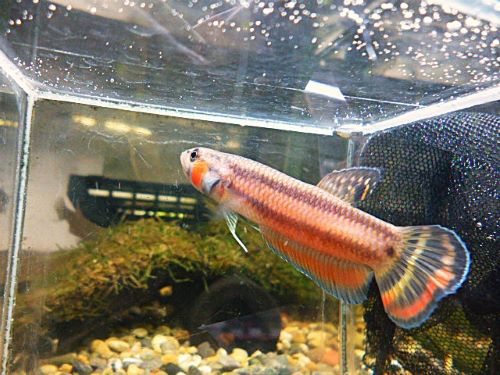 ベタ・マクロストマ