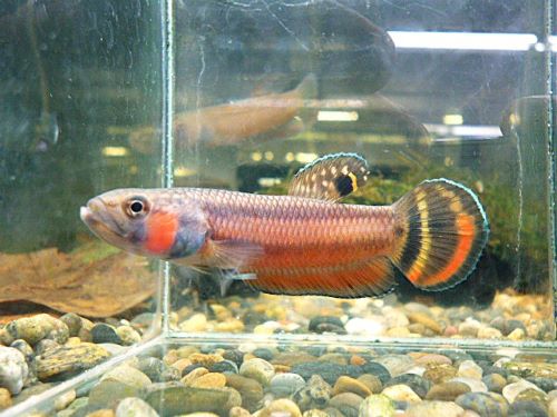 ＷＩＬＤベタ　マクロストマＢＲＵＮＥＩ　ペア　２０２５年１２月１６日入荷