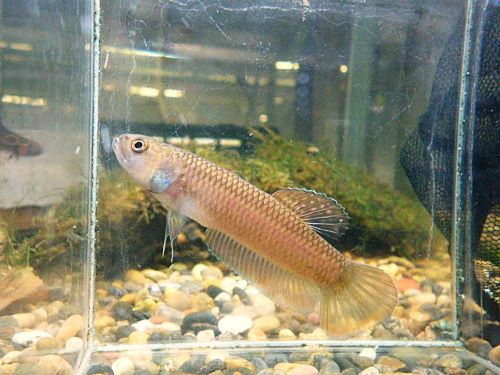 ベタ・マクロストマ