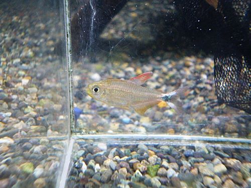 ソルソルテトラ