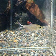 ソルソルテトラ　レッド　２匹セット　２０２５年１２月１６日入荷