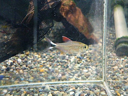 ソルソルテトラ　レッド　２匹セット　２０２５年１２月１６日入荷