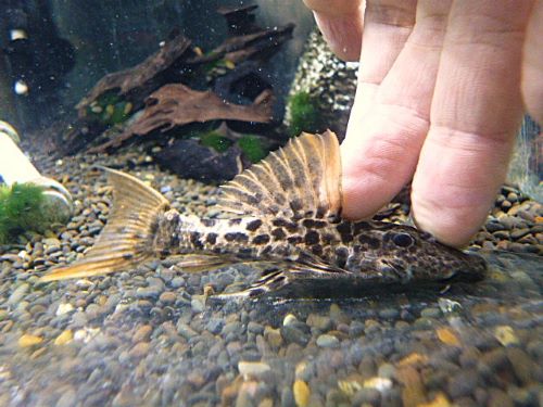 タイタニックトリムプレコ