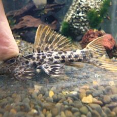 真冬のアクアフェア第１０弾！タイタニックトリムプレコ　