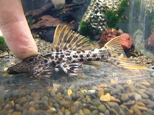 タイタニックトリムプレコ