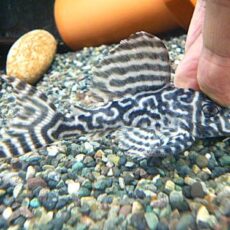 キングタイガーペコルティア②　２０２５年１２月７日入荷