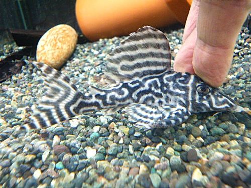 キングタイガーペコルティア②　２０２５年１２月７日入荷